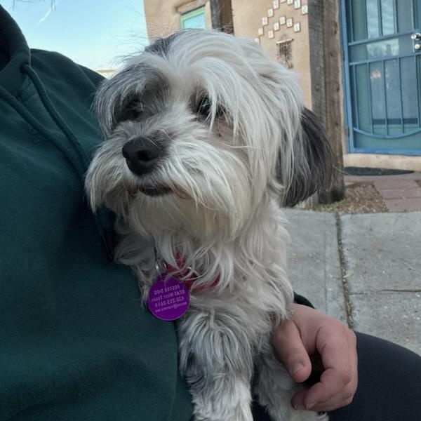 Enlarge Henny, a ADOPTABLE mixed breed in Marfa, TX image 4/6