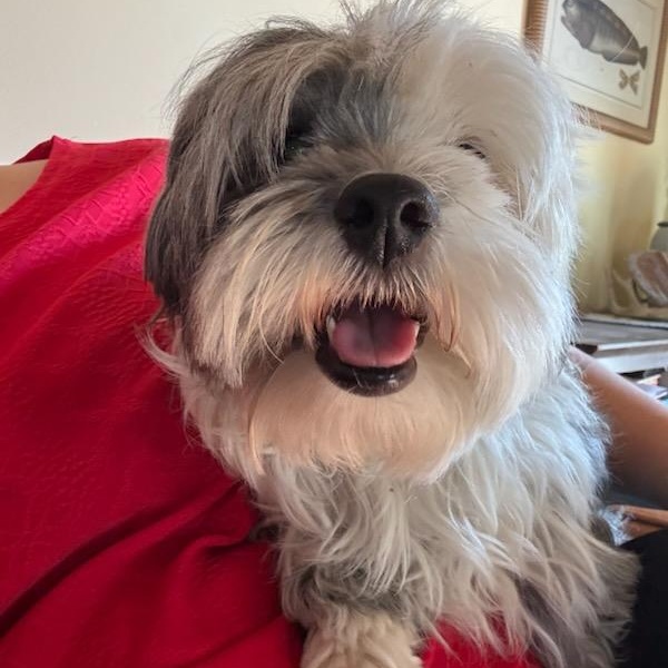 Henny, ADOPTABLE, Young Female Poodle.