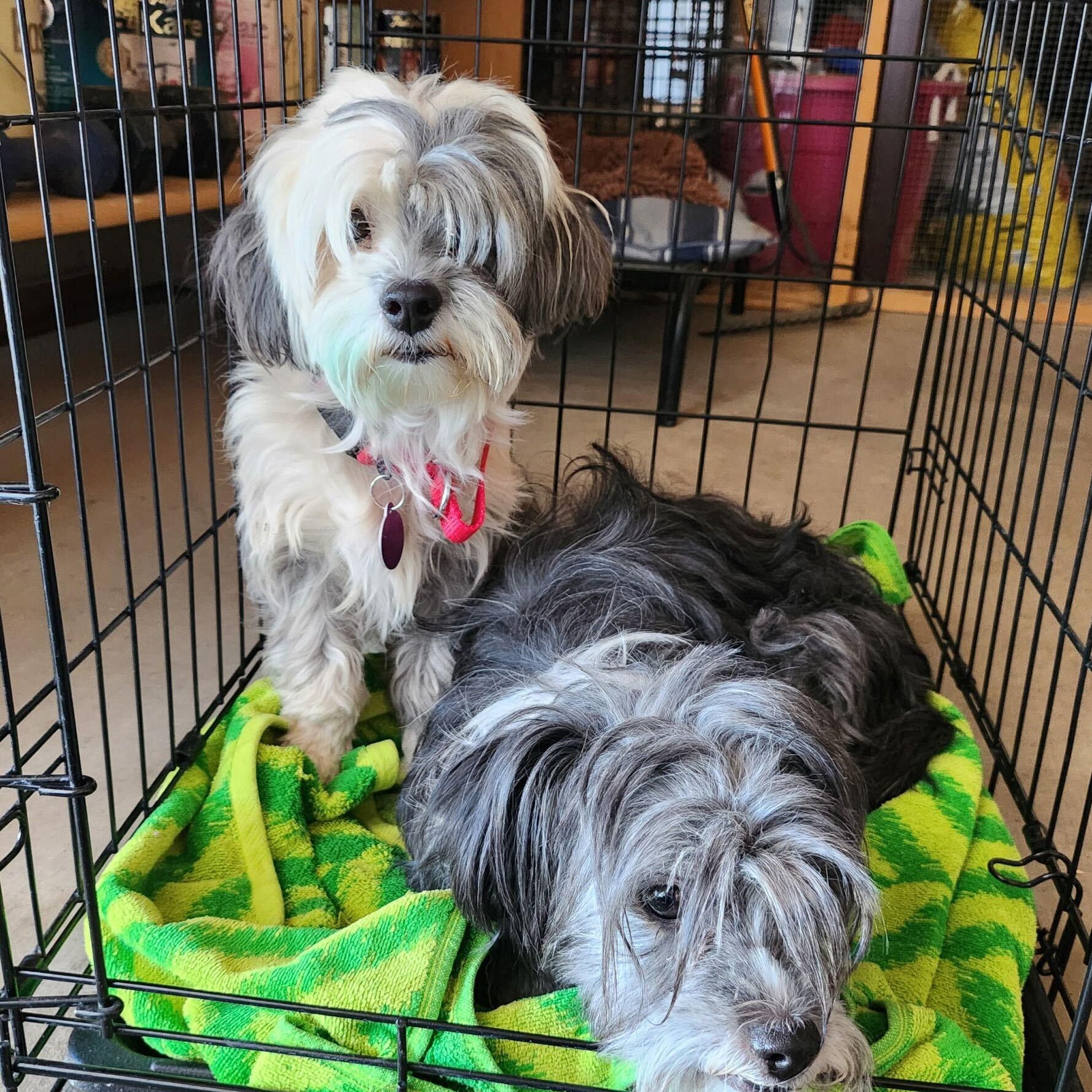 Enlarge Henny, a ADOPTABLE mixed breed in Marfa, TX image 6/6