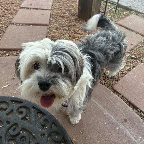 Enlarge Henny, a ADOPTABLE mixed breed in Marfa, TX image 2/6