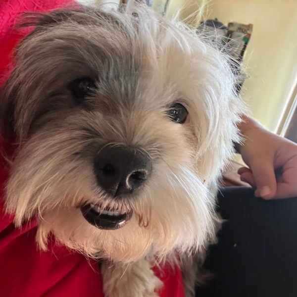 Enlarge Henny, a ADOPTABLE mixed breed in Marfa, TX image 5/6