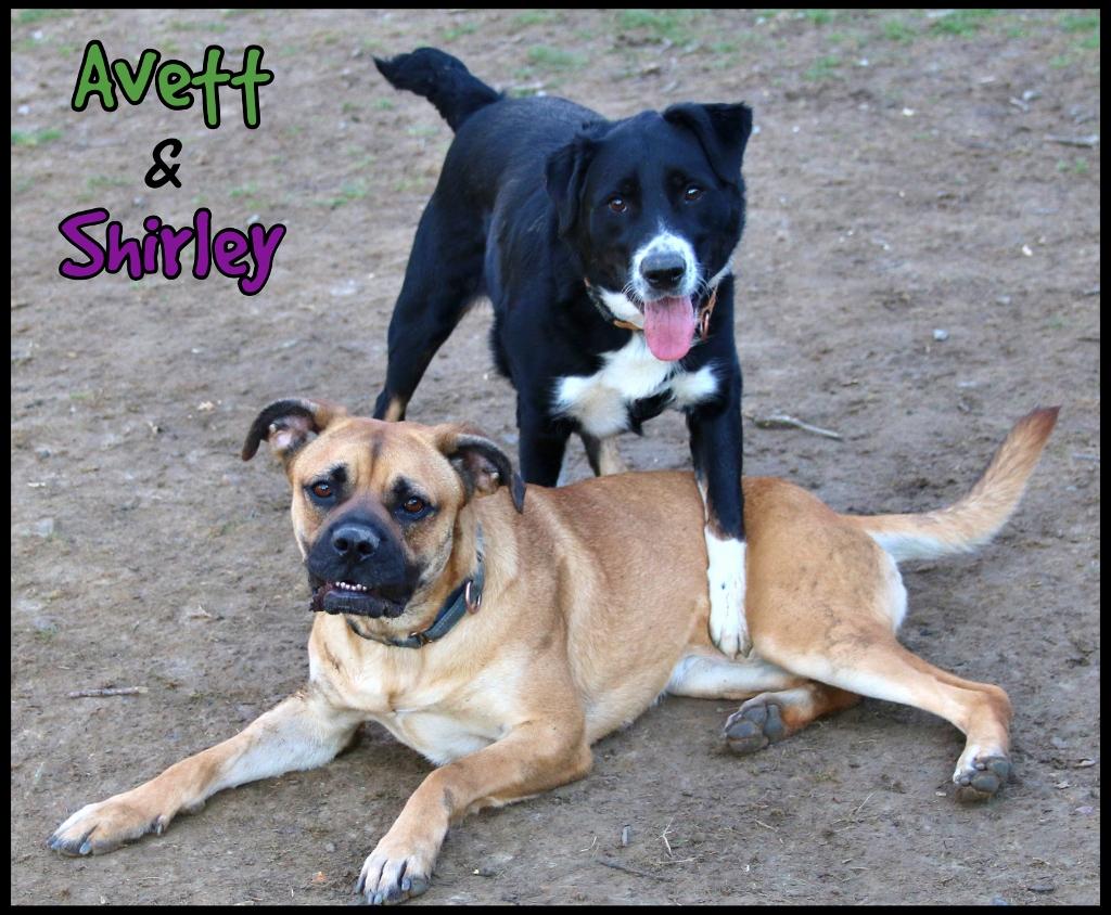 Enlarge Shirley, a Adoptable mixed breed in Shippenville, PA image 6/6