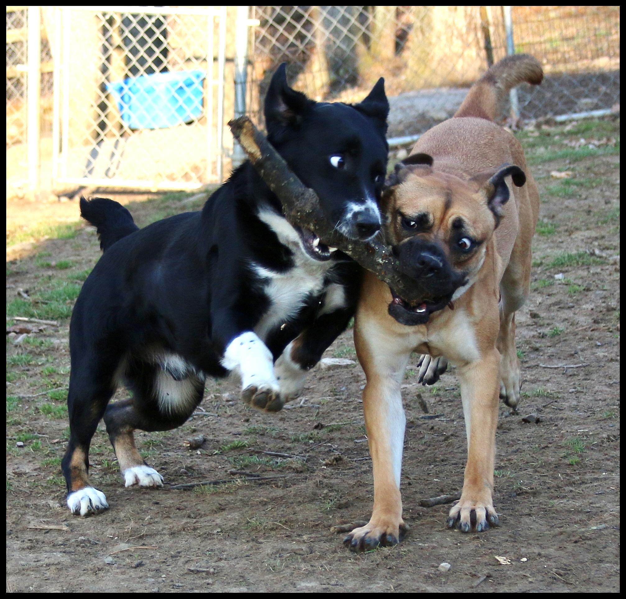 Enlarge Shirley, a Adoptable mixed breed in Shippenville, PA image 4/6