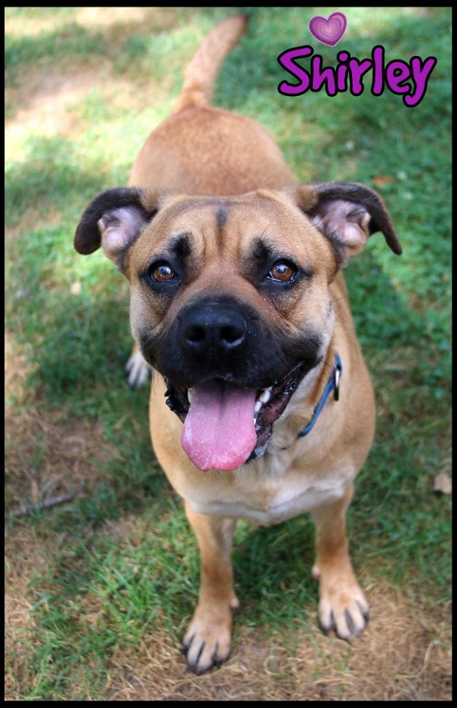 Shirley, a Adoptable mixed breed in Shippenville, PA image 4/6