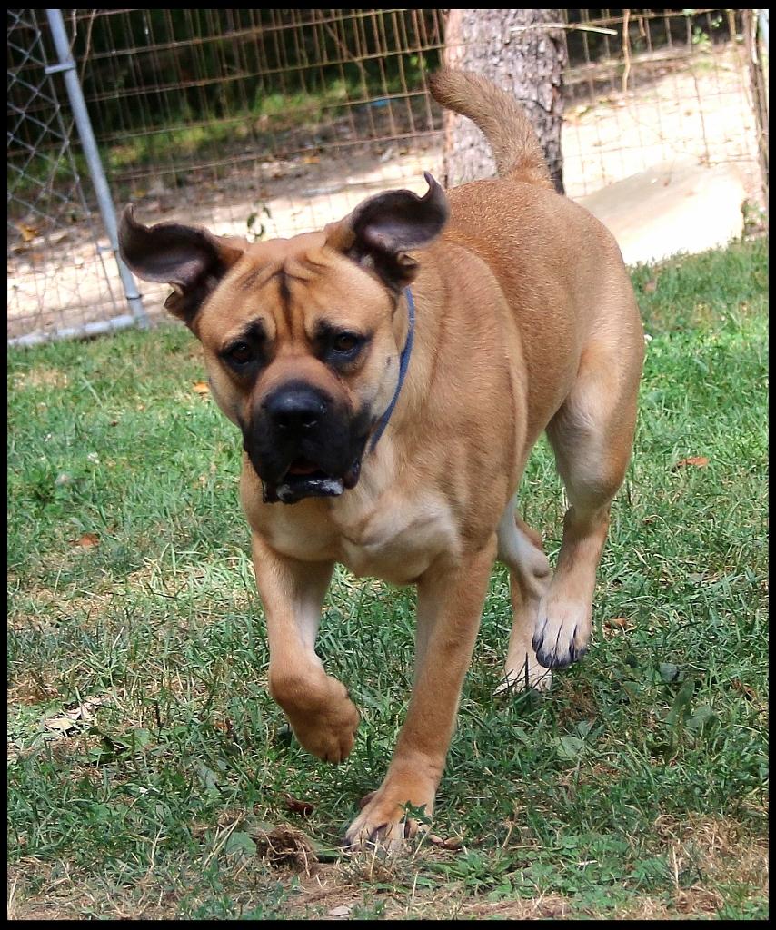 Shirley, a Adoptable mixed breed in Shippenville, PA image 5/6