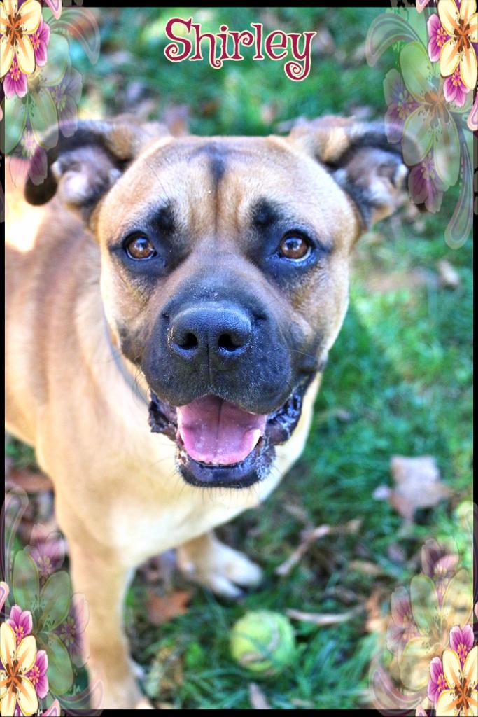 Enlarge Shirley, a Adoptable mixed breed in Shippenville, PA image 1/6