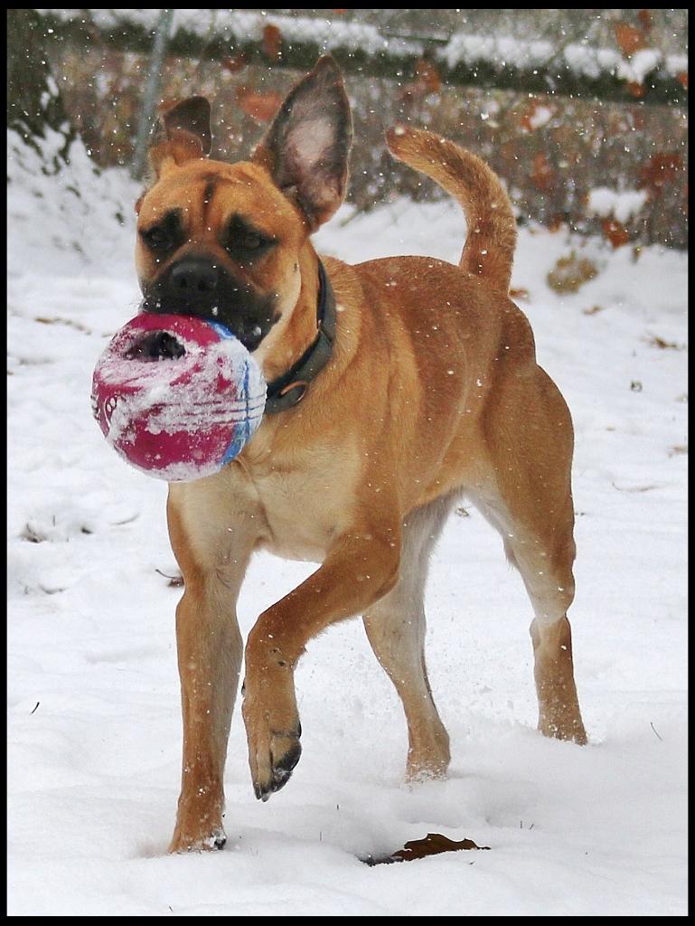 Enlarge Shirley, a Adoptable mixed breed in Shippenville, PA image 2/6