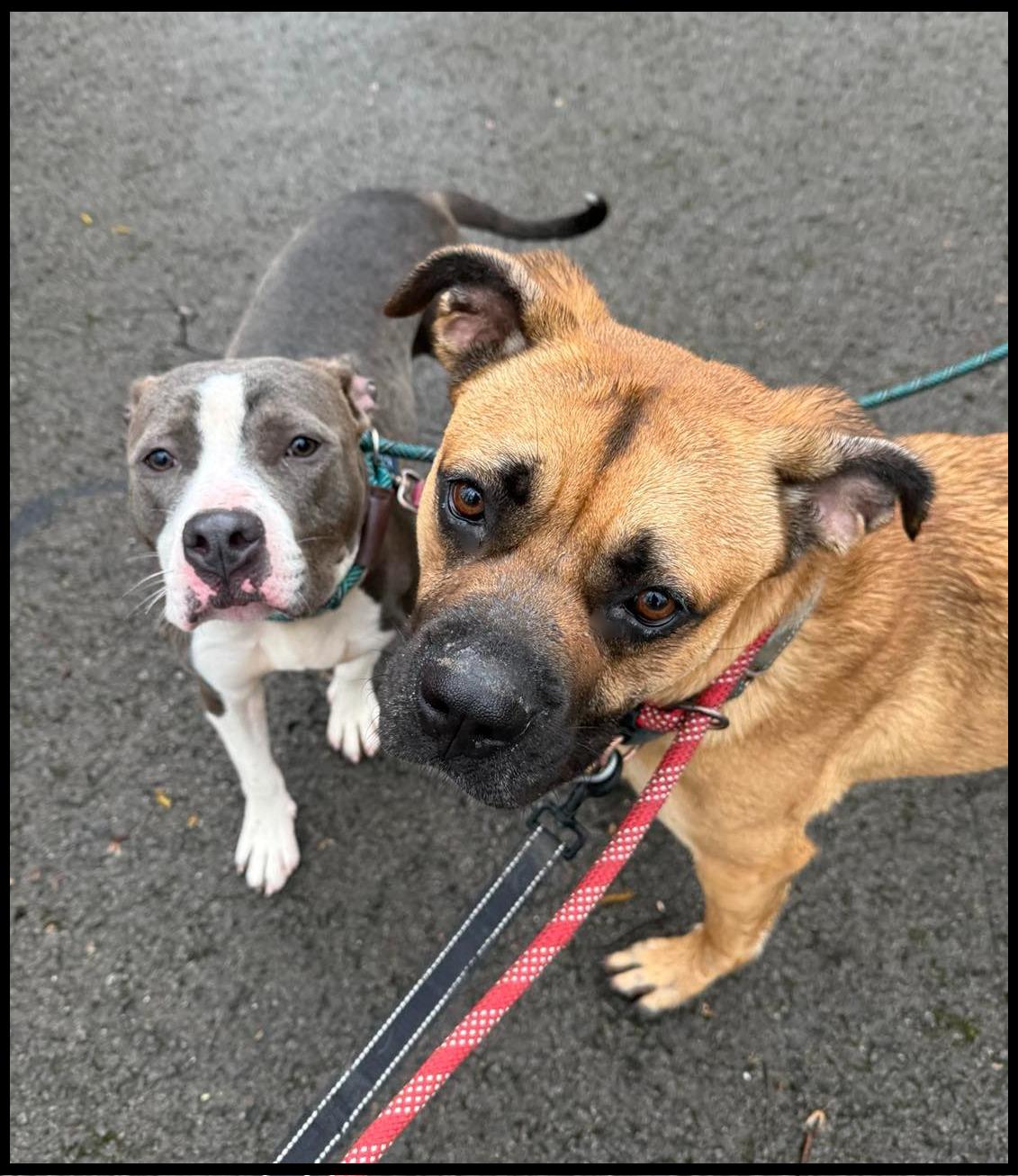 Enlarge Shirley, a Adoptable mixed breed in Shippenville, PA image 6/6