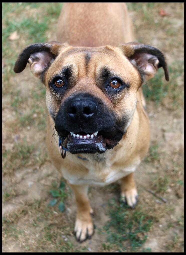 Shirley, a Adoptable mixed breed in Shippenville, PA image 6/6