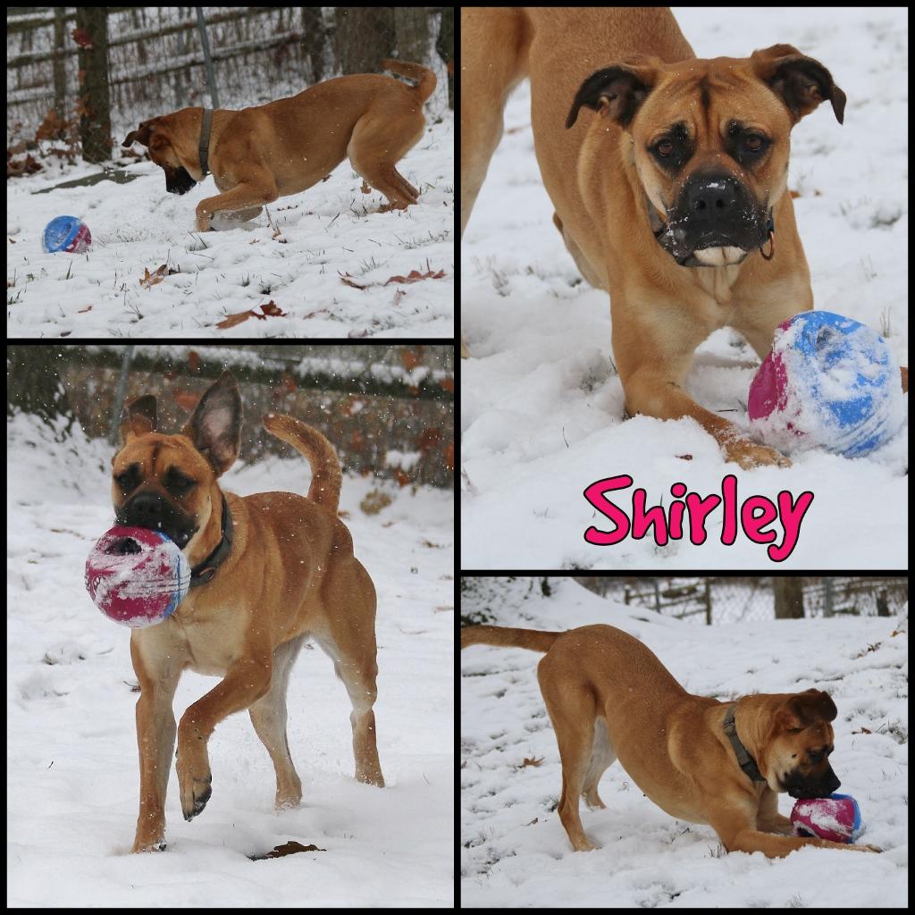 Shirley, a Adoptable mixed breed in Shippenville, PA image 1/6