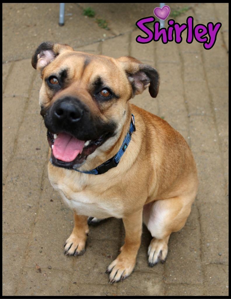 Shirley, a Adoptable mixed breed in Shippenville, PA image 2/6