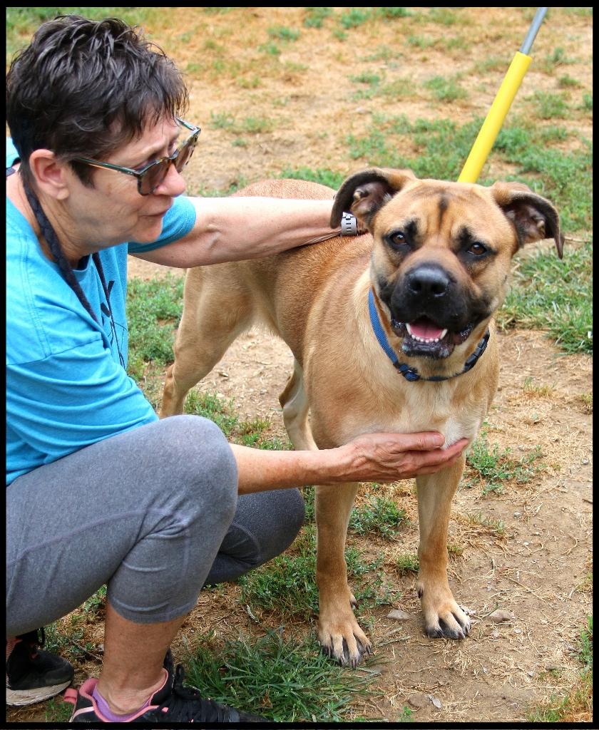 Shirley, a Adoptable mixed breed in Shippenville, PA image 3/6