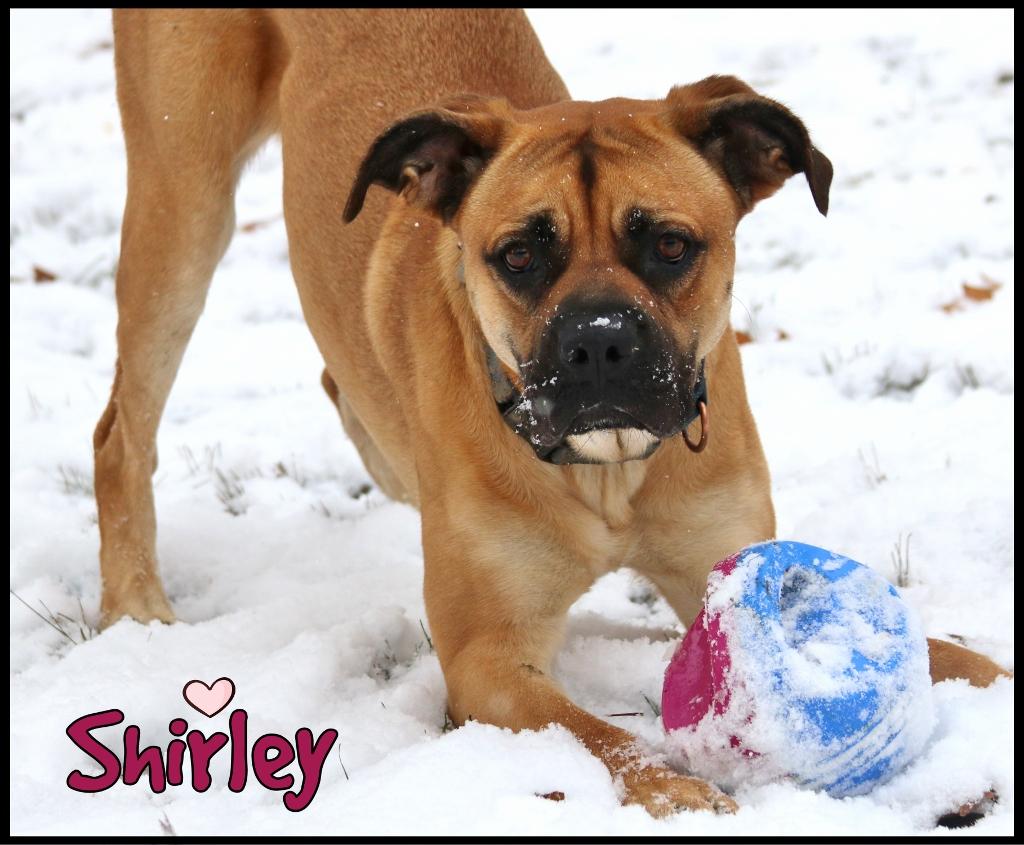 Shirley, Adoptable, Adult Female Boxer.