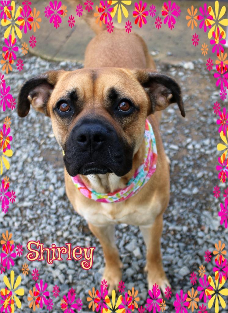 Enlarge Shirley, a Adoptable mixed breed in Shippenville, PA image 2/6