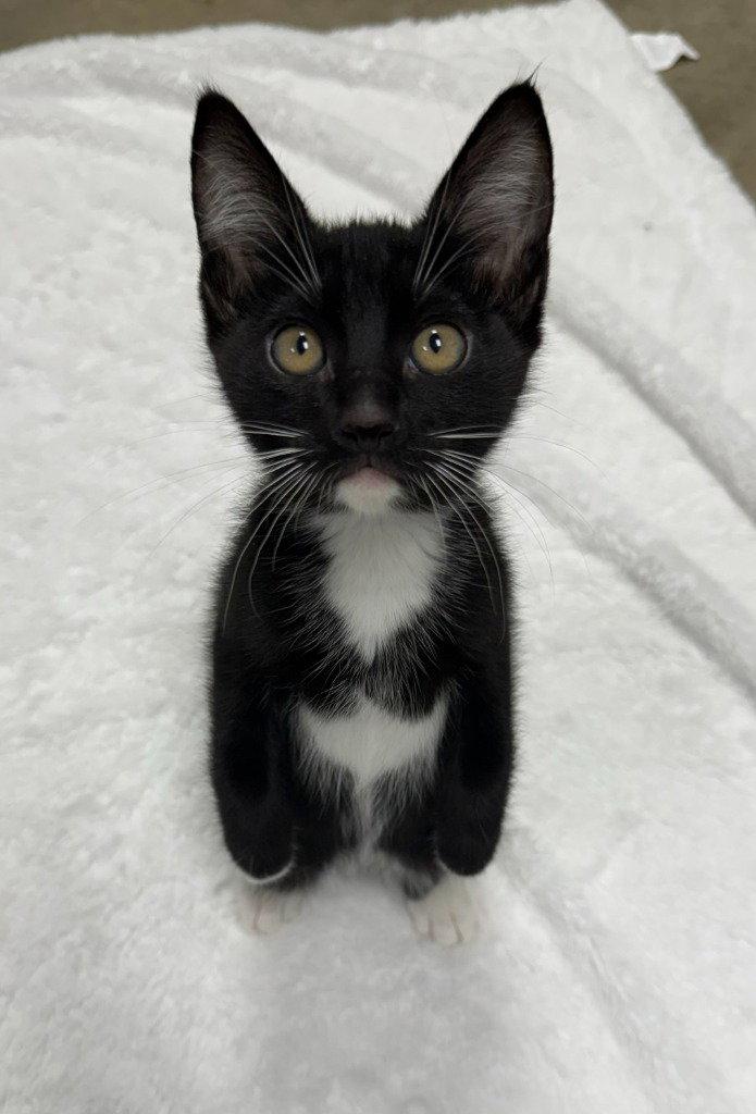 26-07 Glamour, Adoptable, Kitten Female Domestic Short Hair.