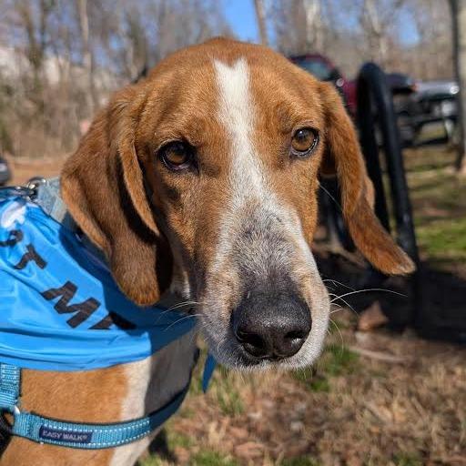 Jasper, Adoptable, Adult Male Hound.