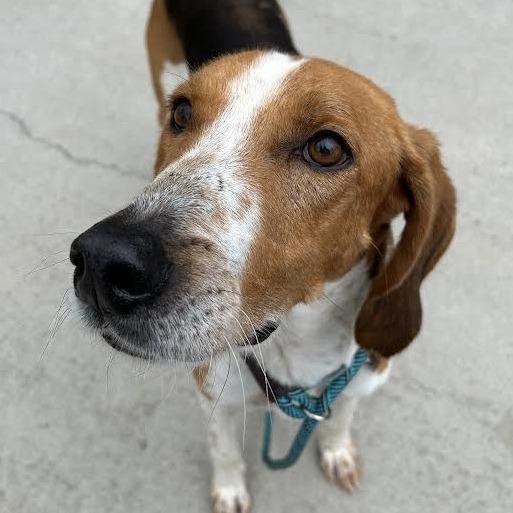 Jasper, Adoptable, Adult Male Hound.