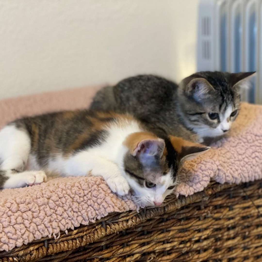 Enlarge Mindy Vanourek , an adopted mixed breed in Denver, CO image 5/5