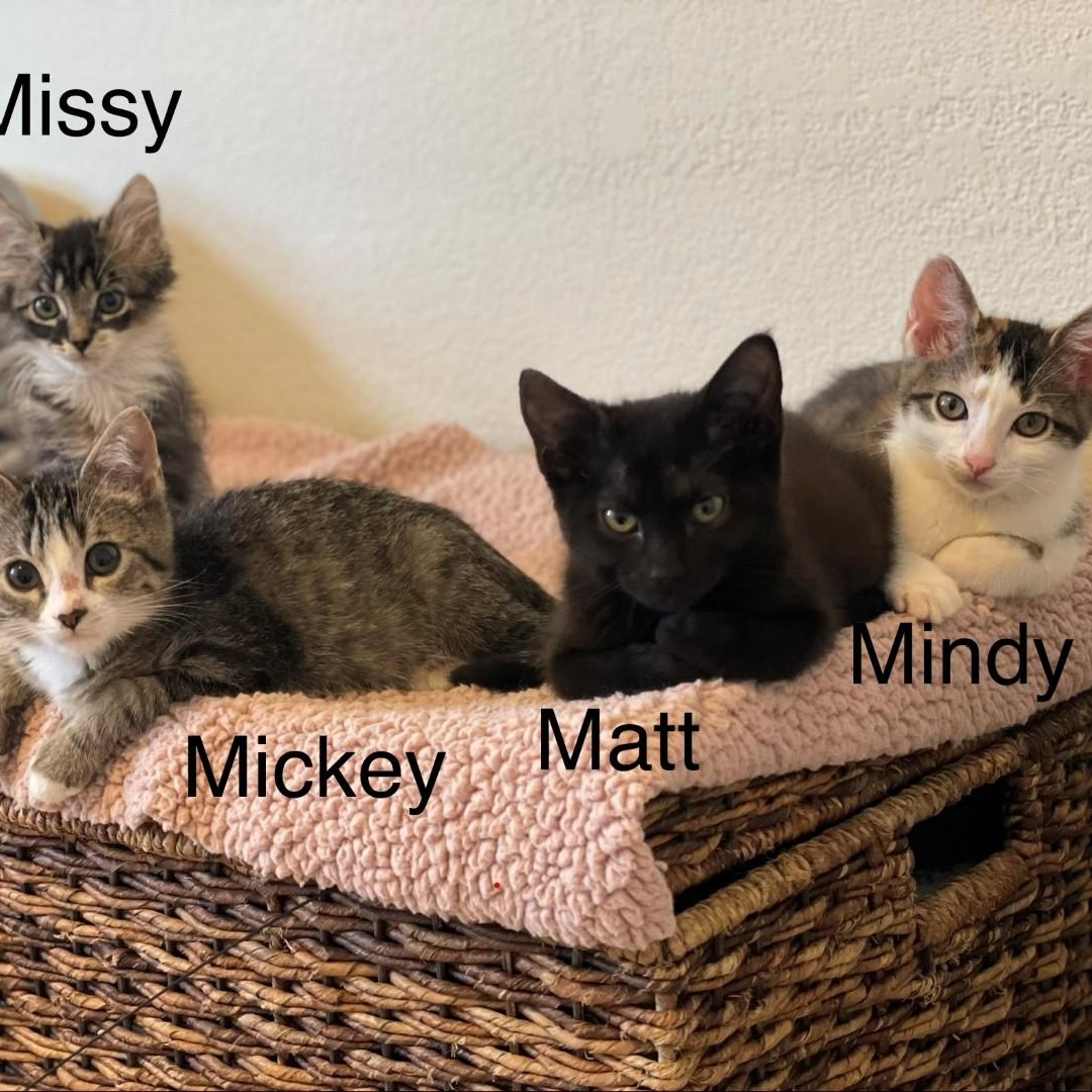 Enlarge Mindy Vanourek , an adopted mixed breed in Denver, CO image 2/5