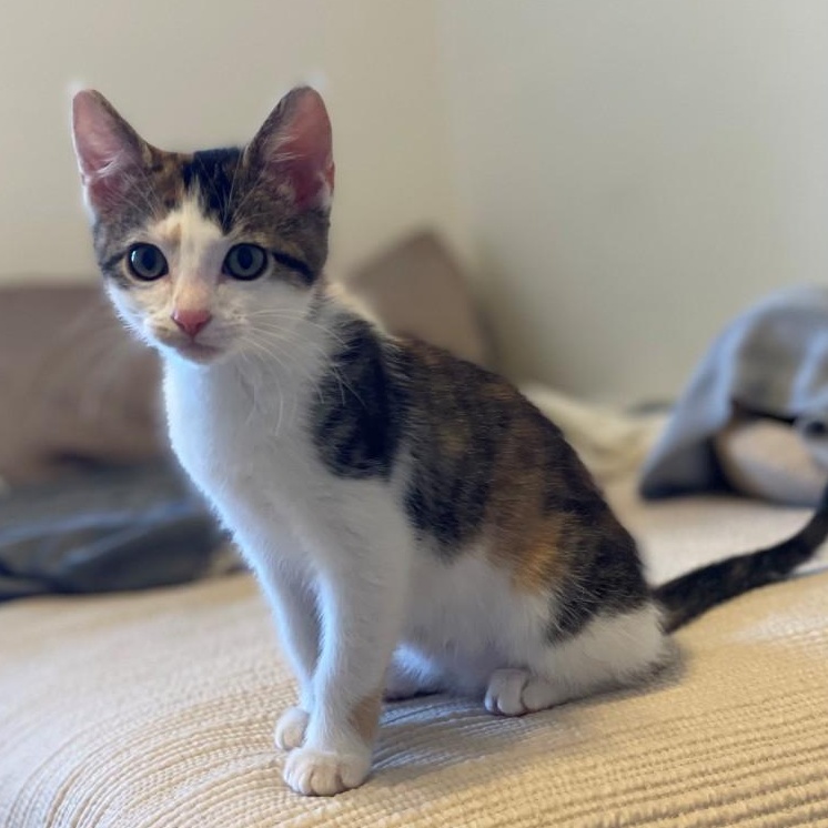 Mindy Vanourek , adopted, Kitten Female Domestic Short Hair.