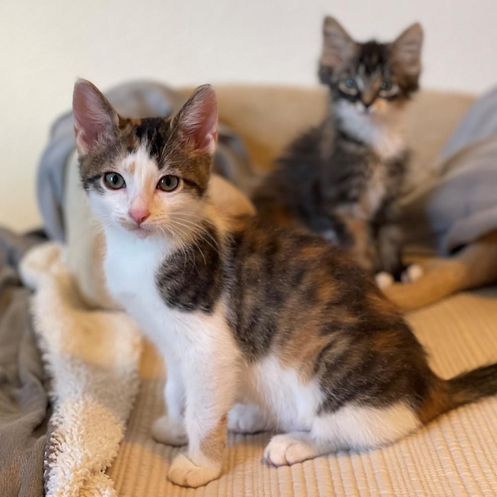 Enlarge Mindy Vanourek , an adopted mixed breed in Denver, CO image 3/5