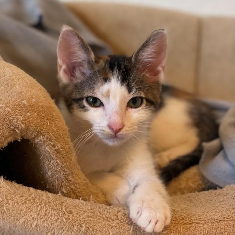 Enlarge Mindy Vanourek , an adopted mixed breed in Denver, CO image 4/5