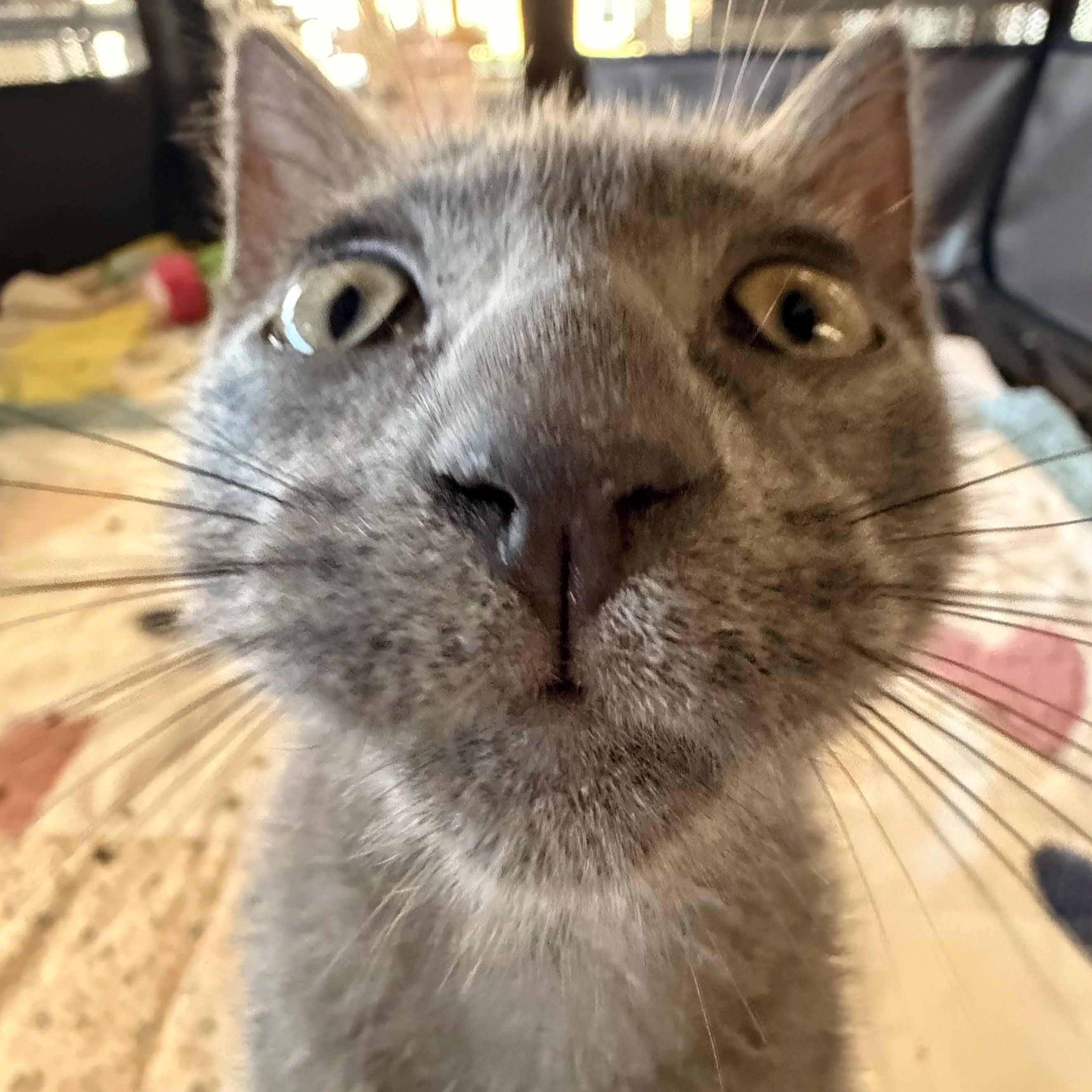 Enlarge Hiccup, a Adoptable Domestic Short Hair in St. Louis, MO image 3/5