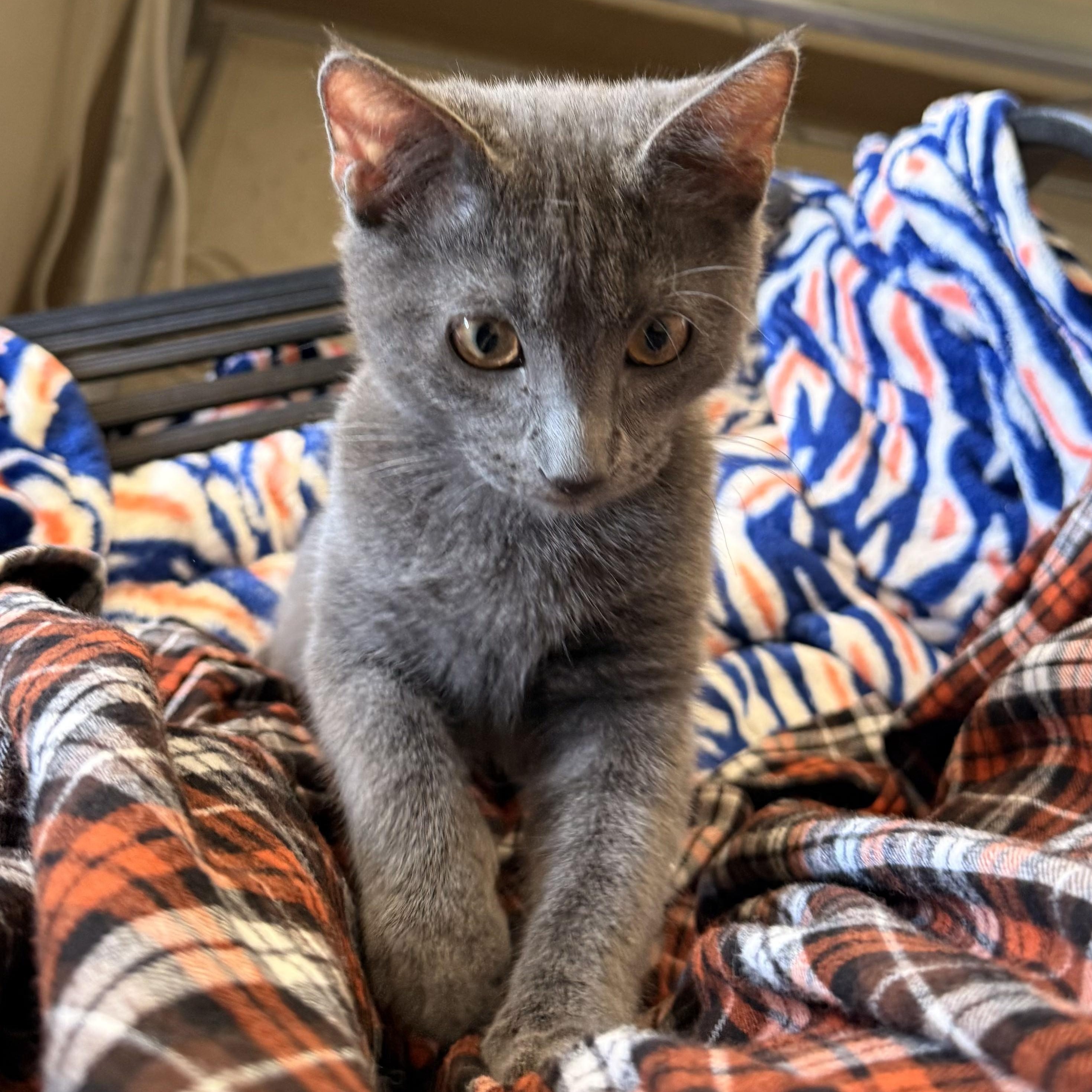Hiccup, Adoptable, Kitten Female Domestic Short Hair.