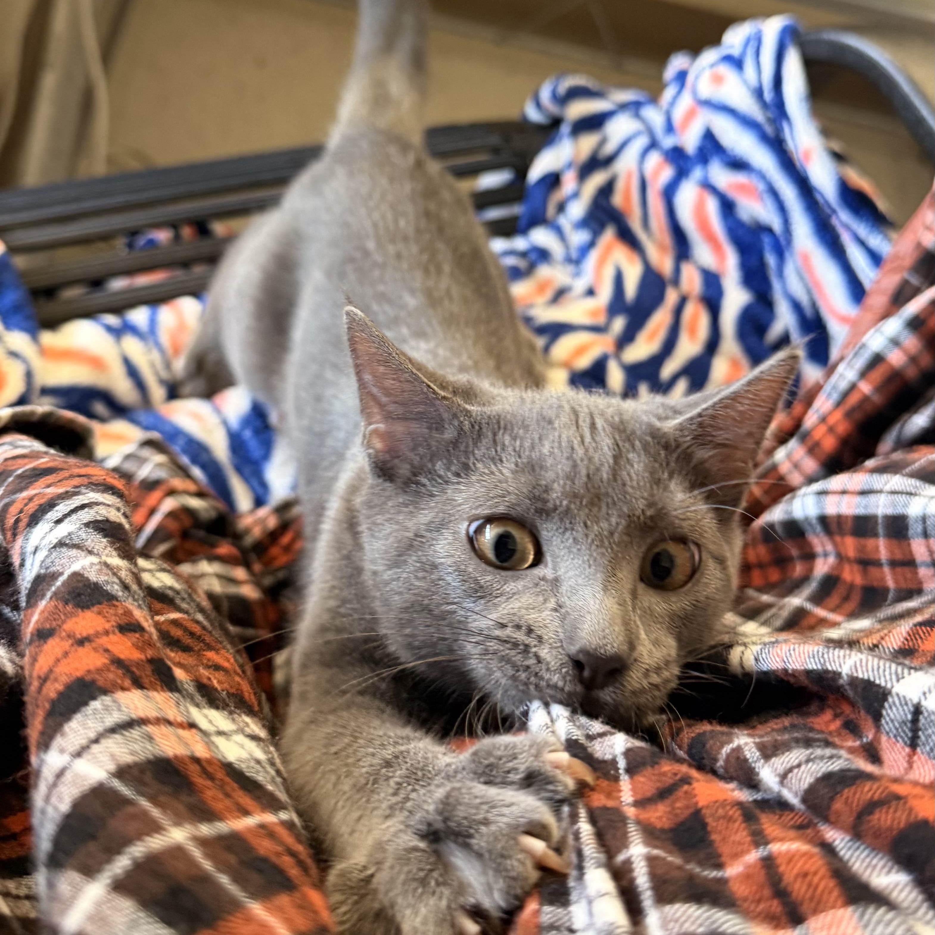 Enlarge Hiccup, a Adoptable Domestic Short Hair in St. Louis, MO image 2/5