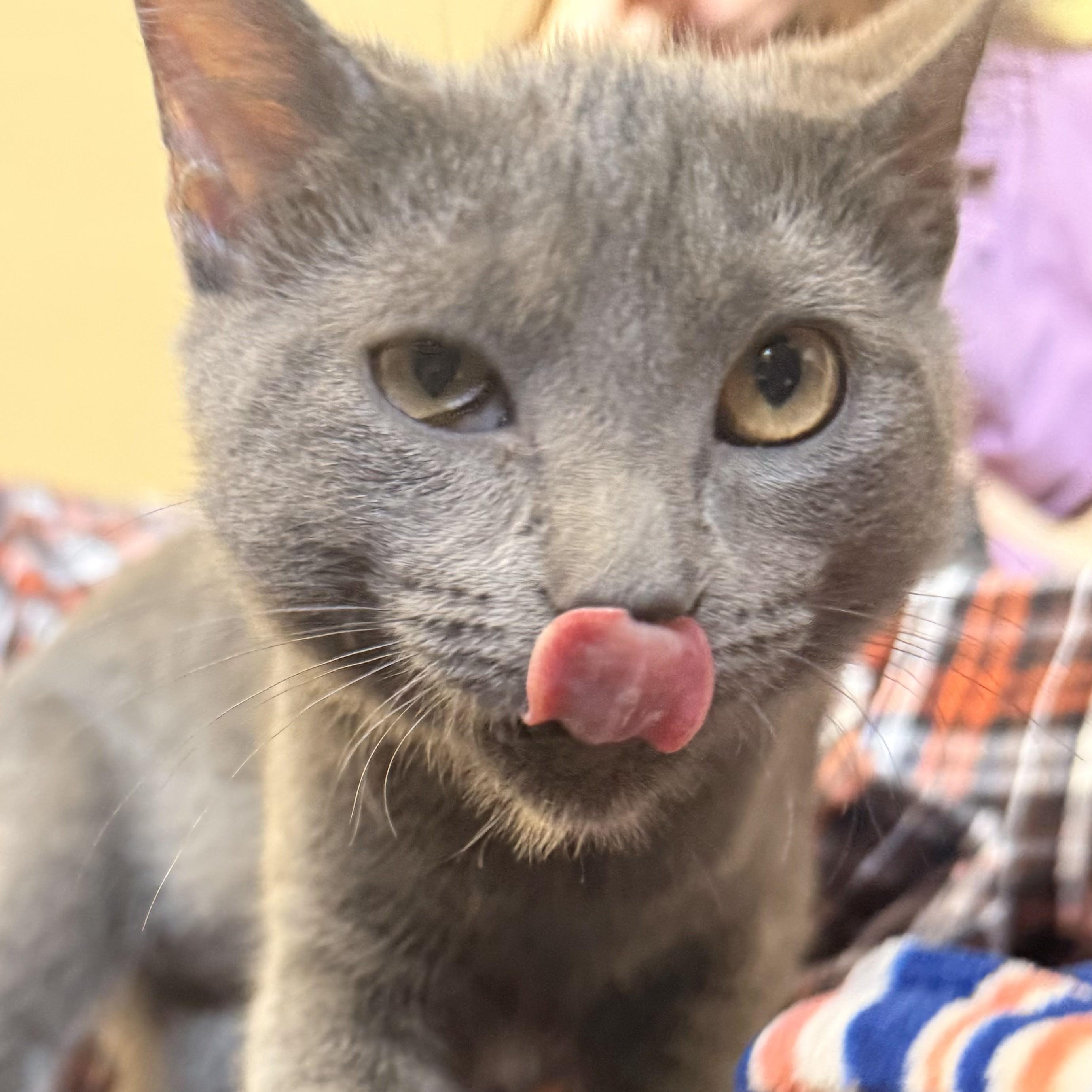 Enlarge Hiccup, a Adoptable Domestic Short Hair in St. Louis, MO image 5/5