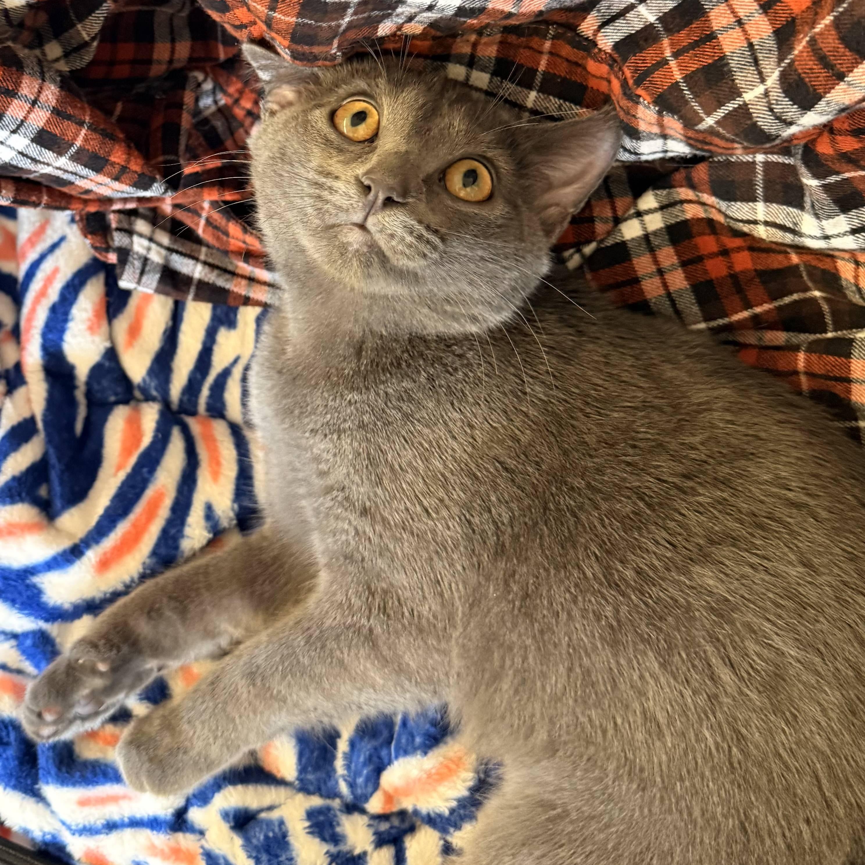 Enlarge Hiccup, a Adoptable Domestic Short Hair in St. Louis, MO image 4/5