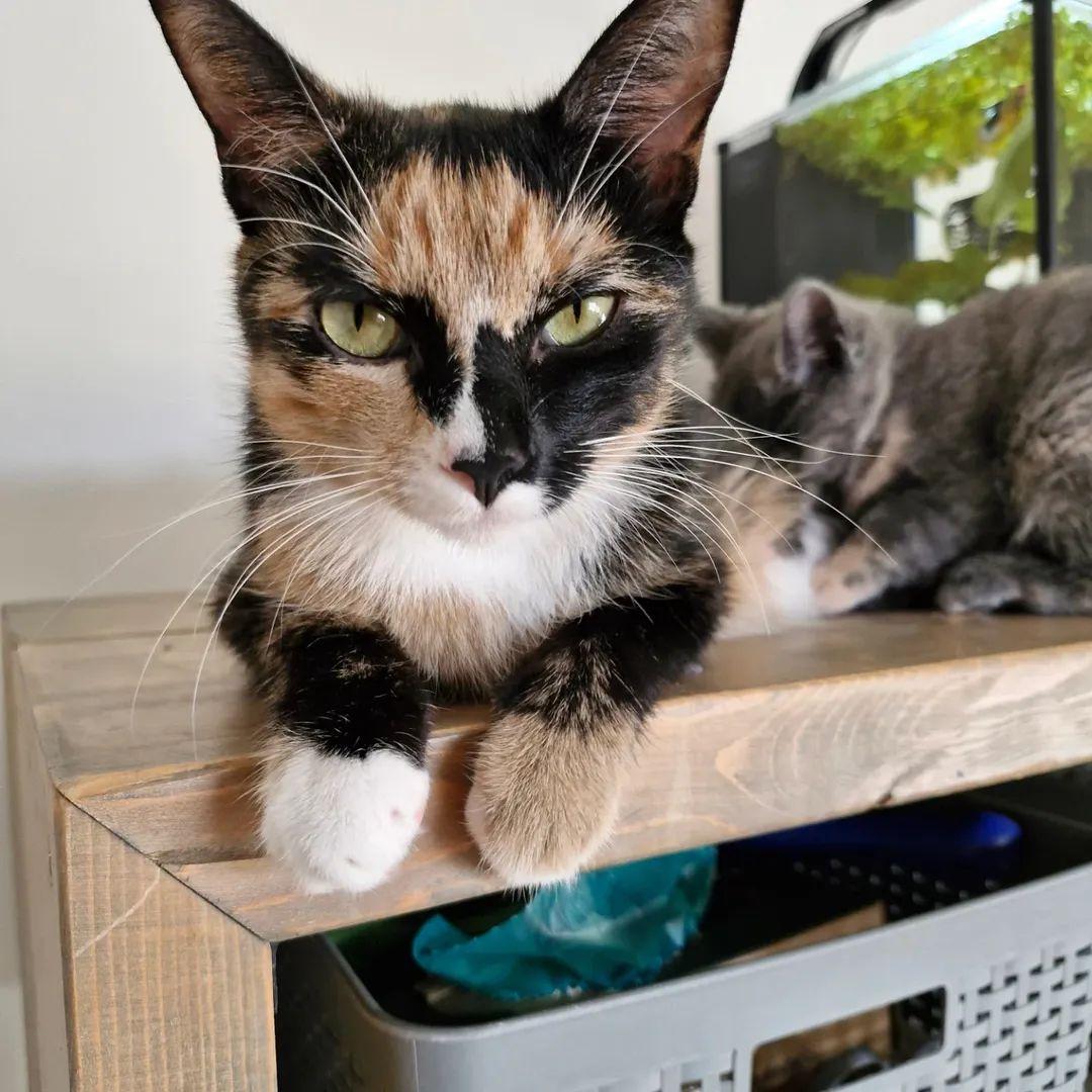 Enlarge Sally, a Adoptable Calico in Winnipeg, MB image 2/6