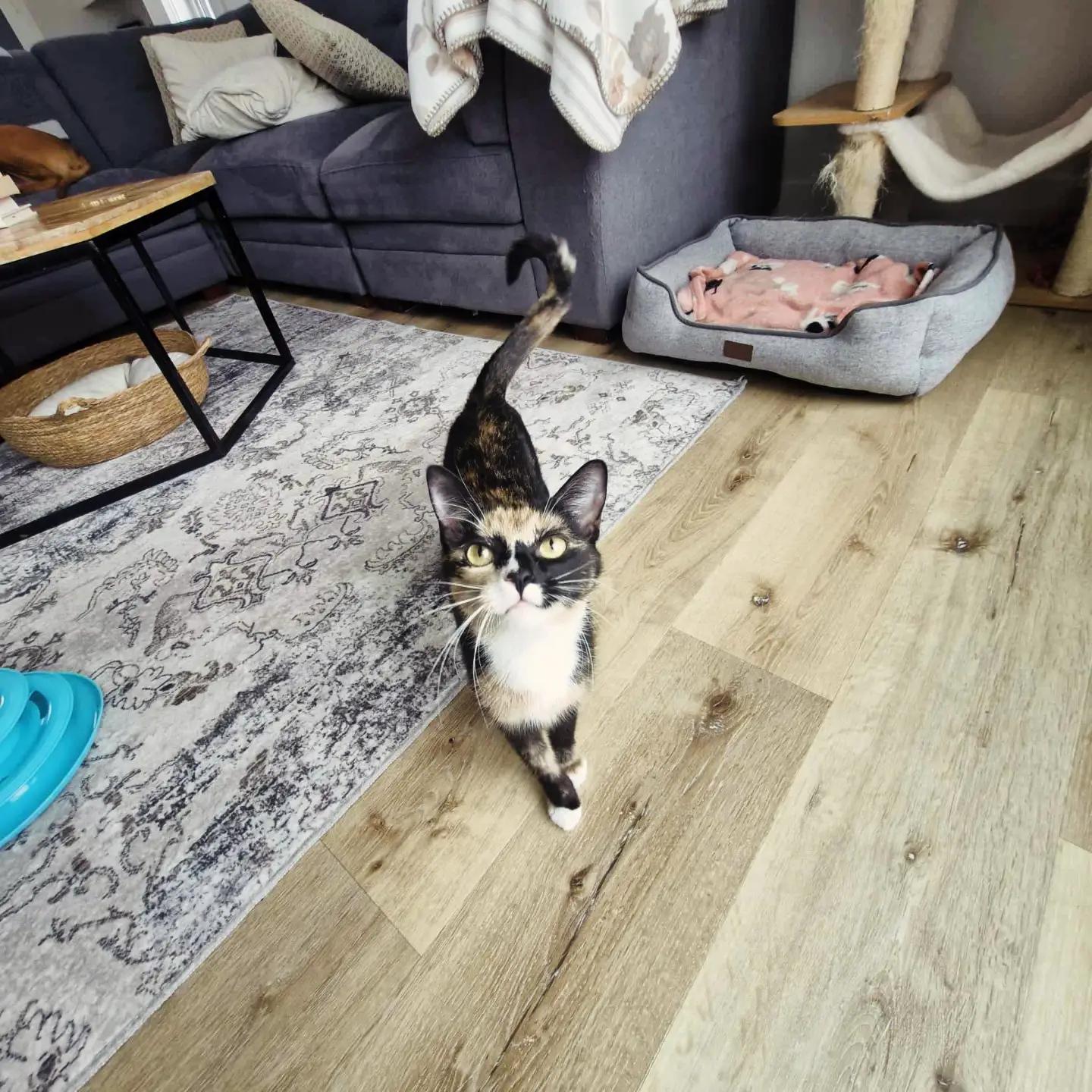 Enlarge Sally, a Adoptable Calico in Winnipeg, MB image 4/6