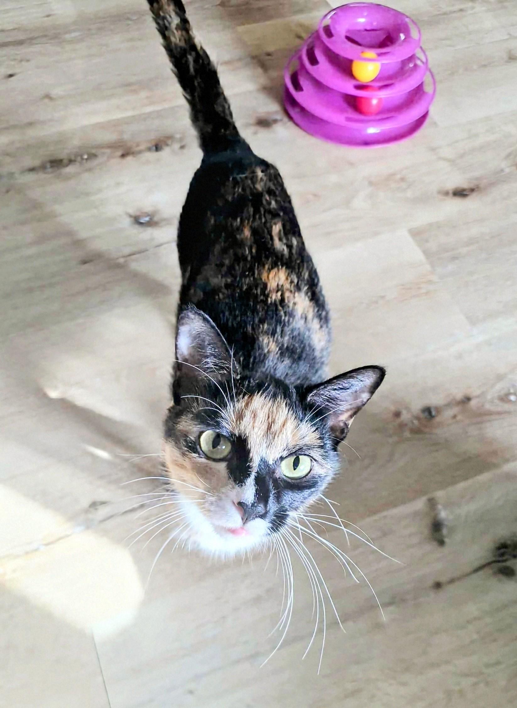 Enlarge Sally, a Adoptable Calico in Winnipeg, MB image 5/6