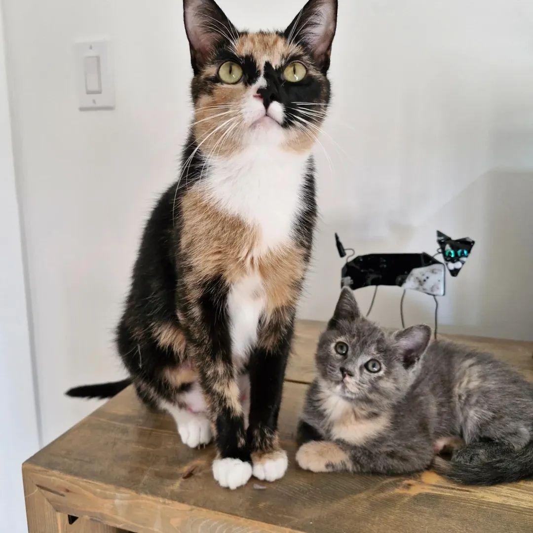 Enlarge Sally, a Adoptable Calico in Winnipeg, MB image 6/6