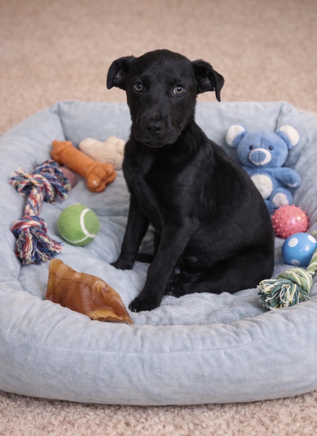 Boss, ADOPTABLE, Puppy Male Labrador Retriever & Mixed Breed.