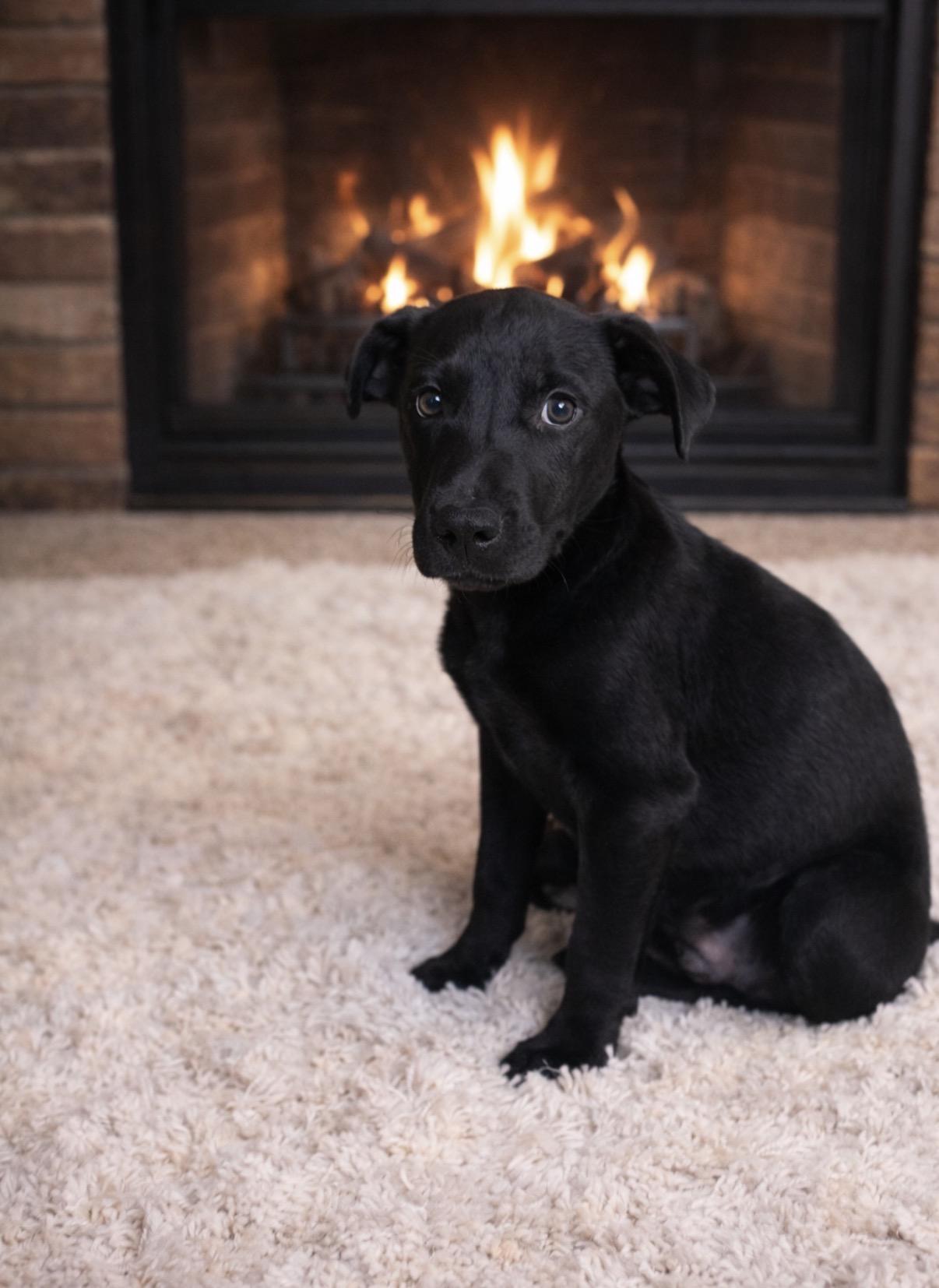 Boss, a ADOPTABLE mixed breed in Wanaque, NJ image 2/2