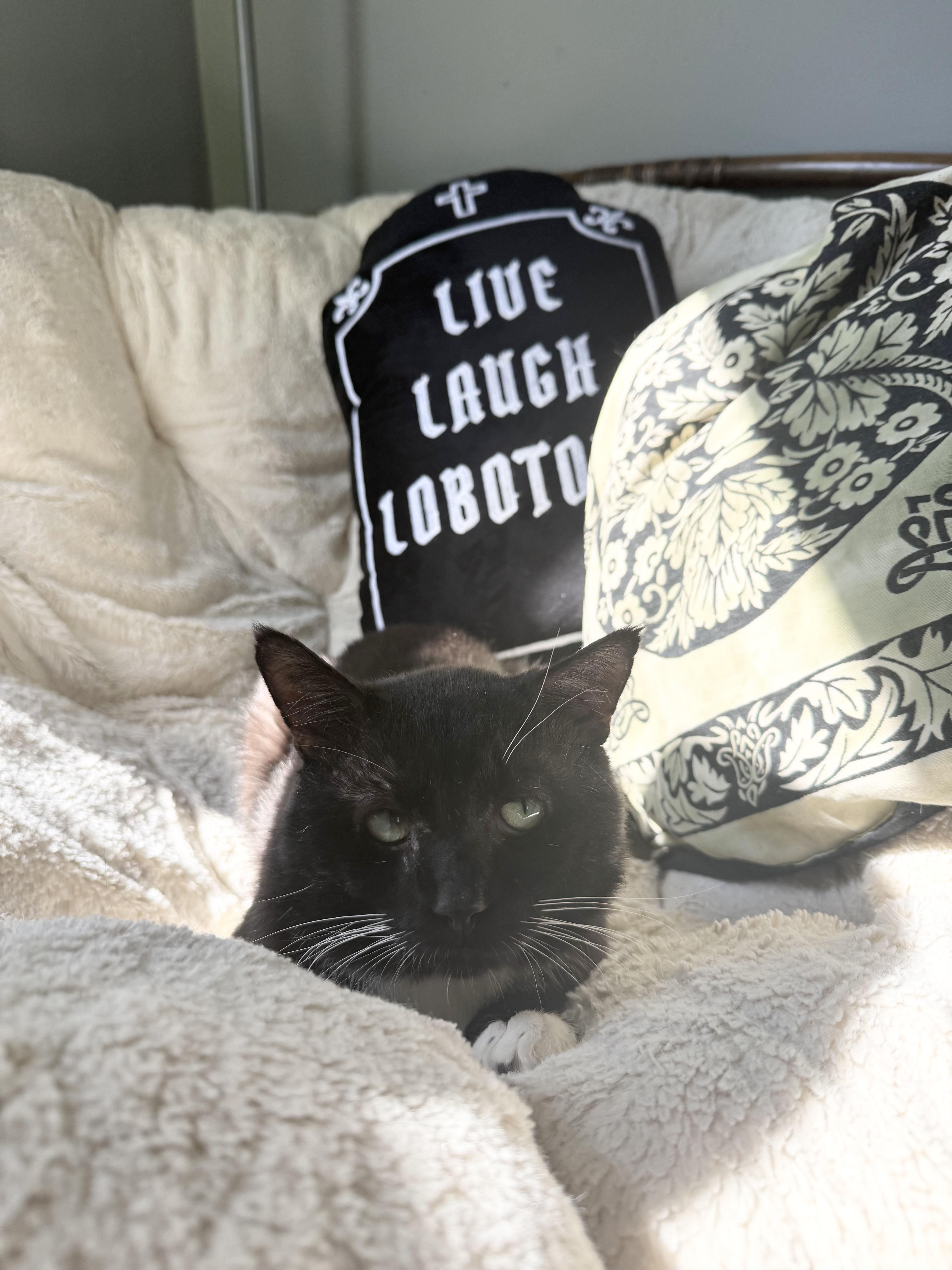 Socks, Adoptable, Young Male Domestic Short Hair.