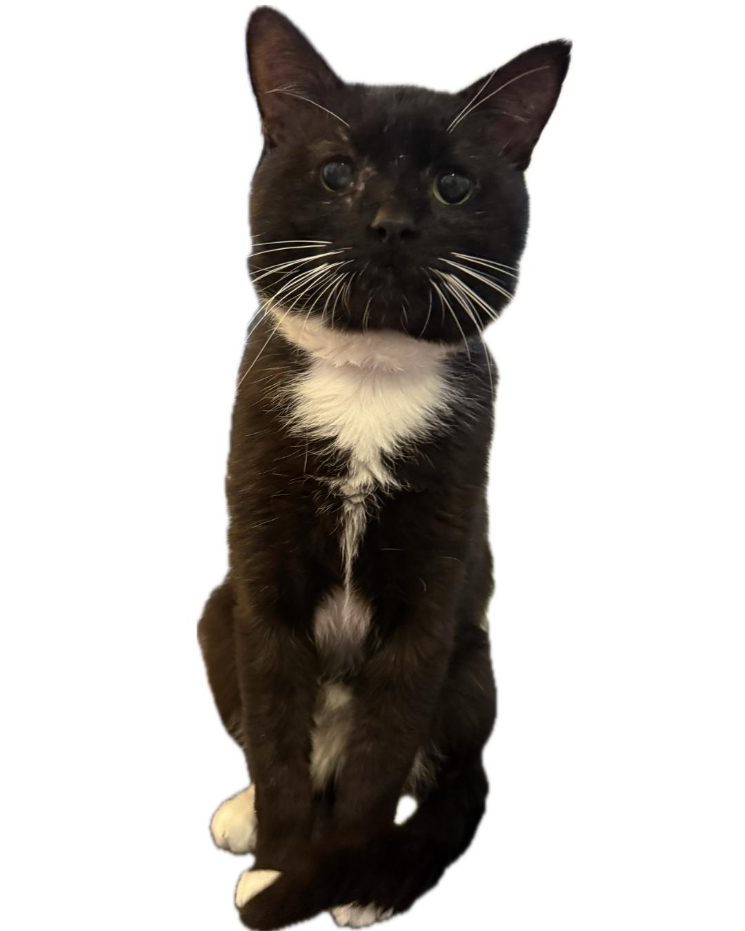 Socks, a Adoptable Domestic Short Hair in Richmond, VA image 2/6