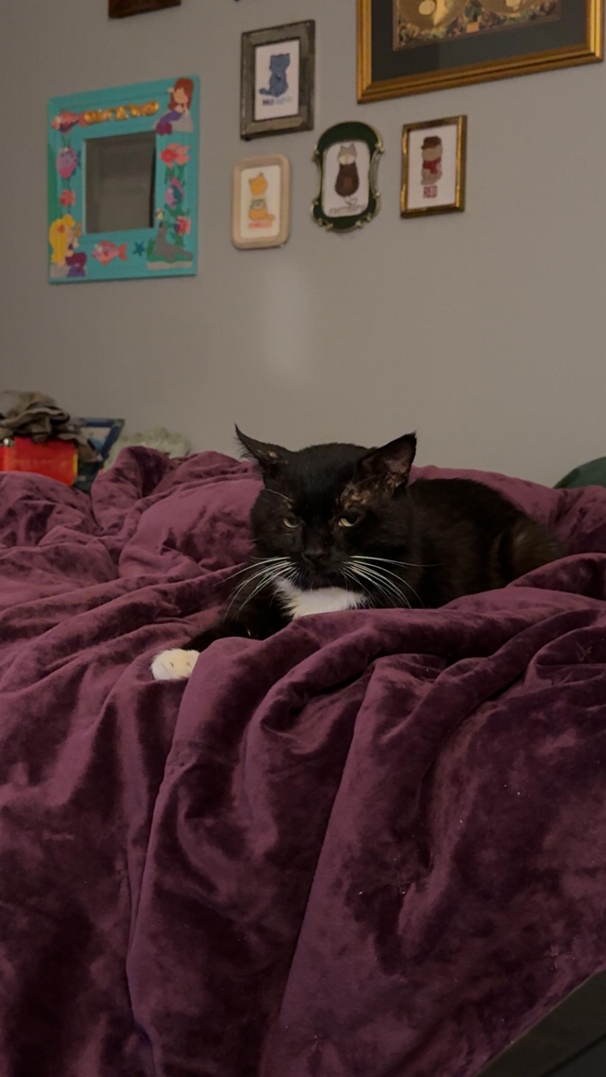 Socks, a Adoptable Domestic Short Hair in Richmond, VA image 4/6