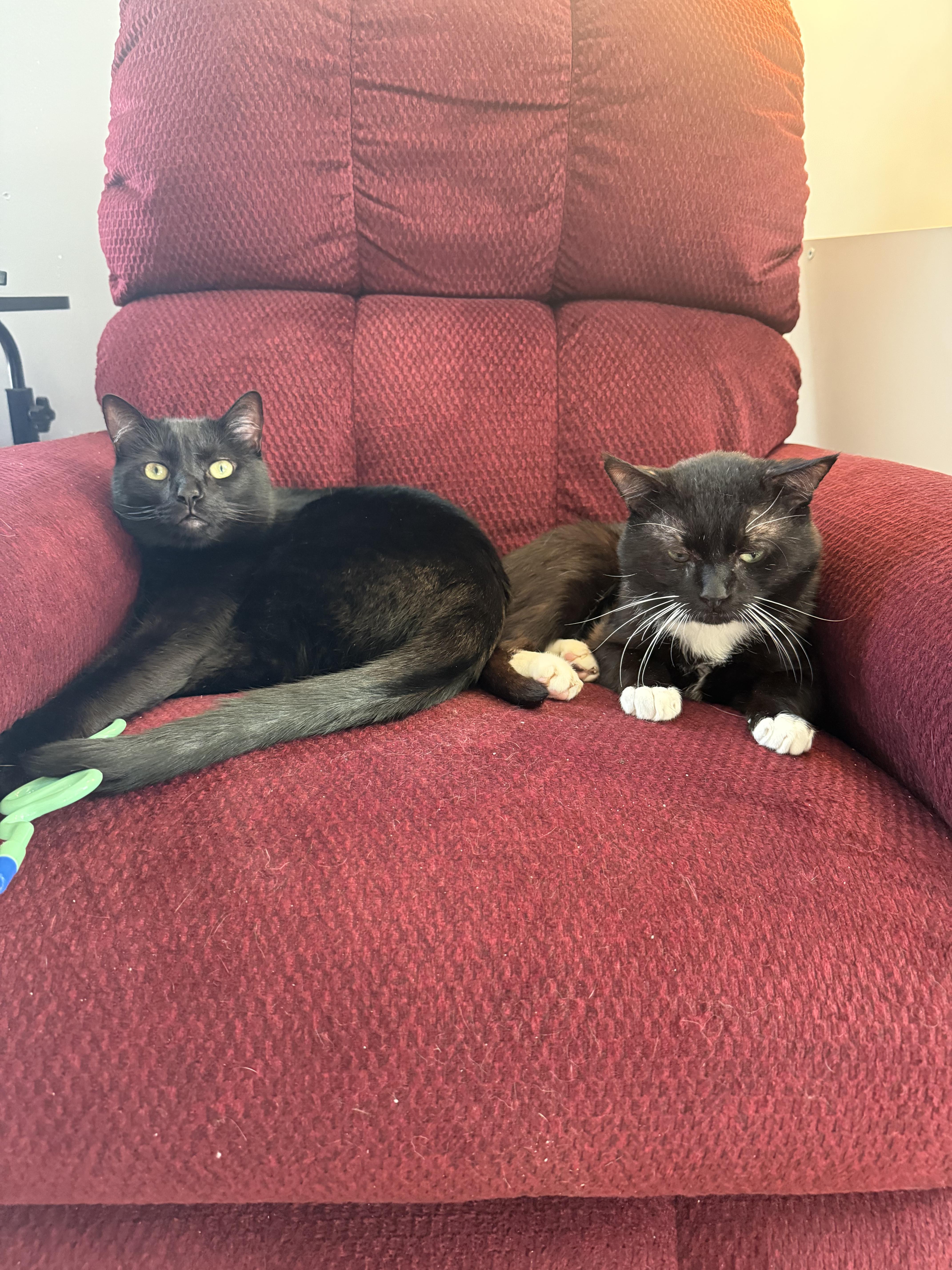 Socks, a Adoptable Domestic Short Hair in Richmond, VA image 6/6