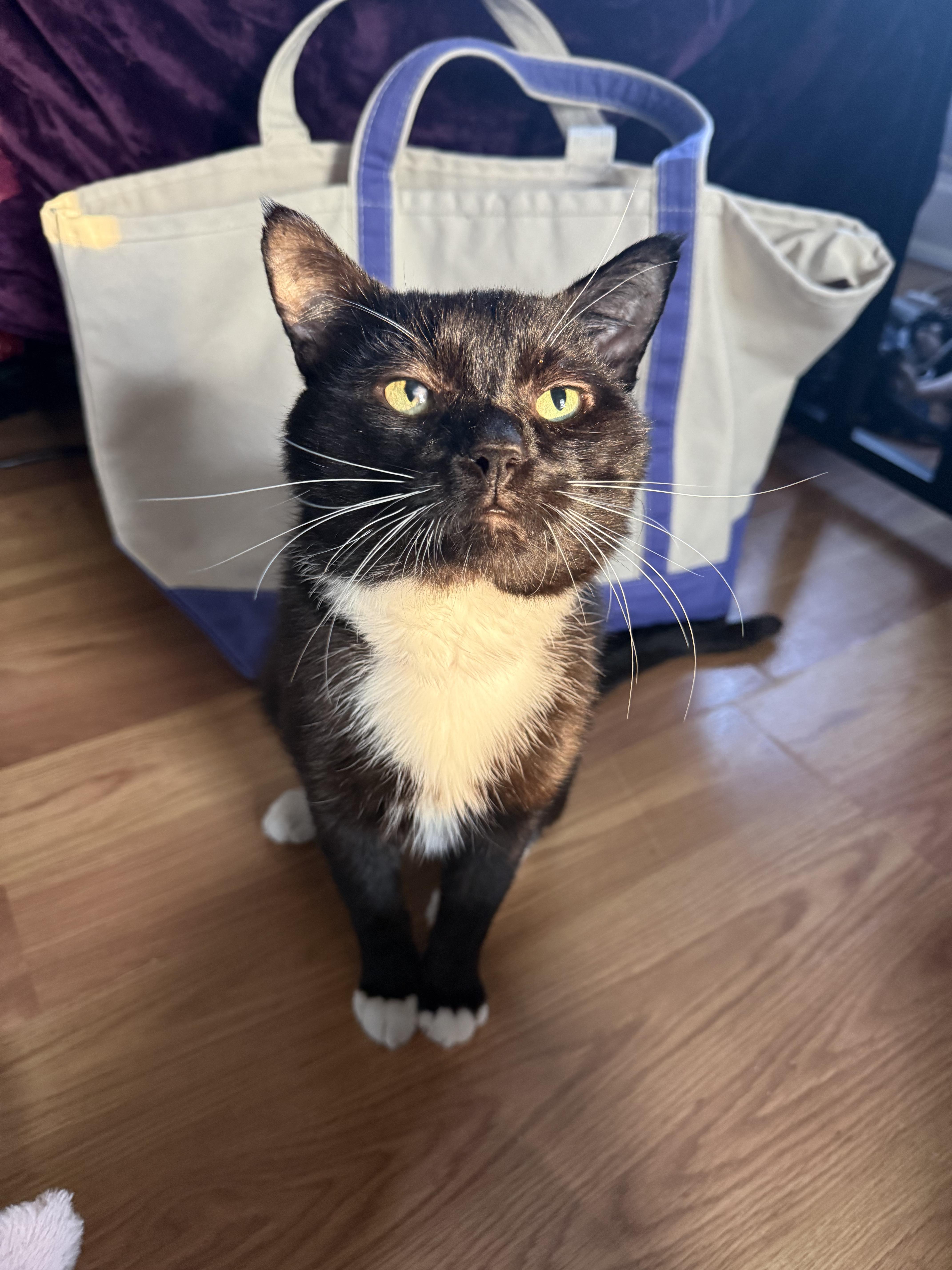 Socks, a Adoptable Domestic Short Hair in Richmond, VA image 3/6