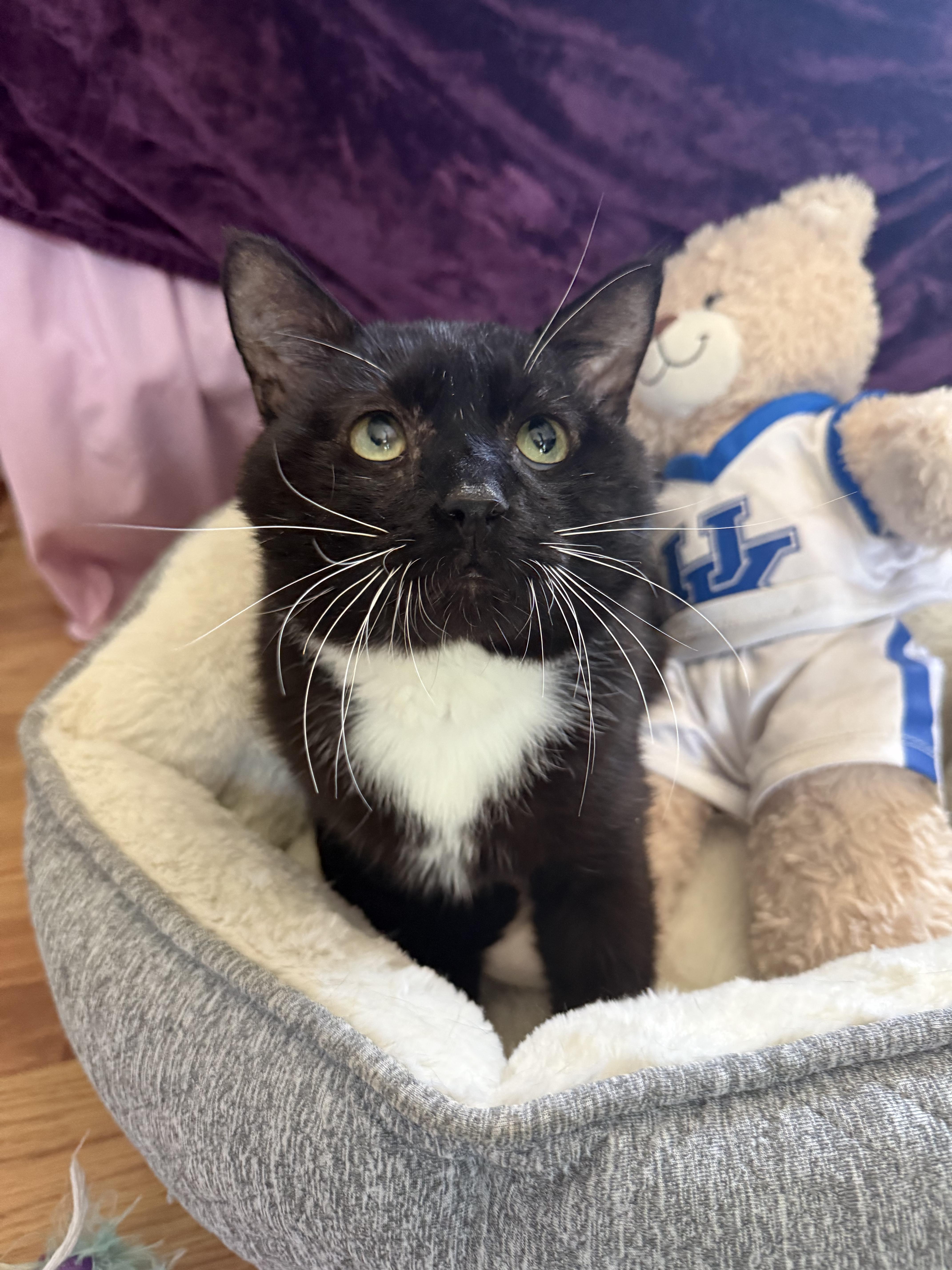 Socks, a Adoptable Domestic Short Hair in Richmond, VA image 5/6