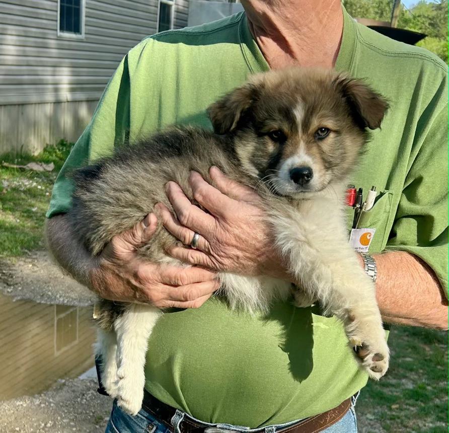 Enlarge Gallagher, a ADOPTABLE mixed breed in Toms River, NJ image 1/1