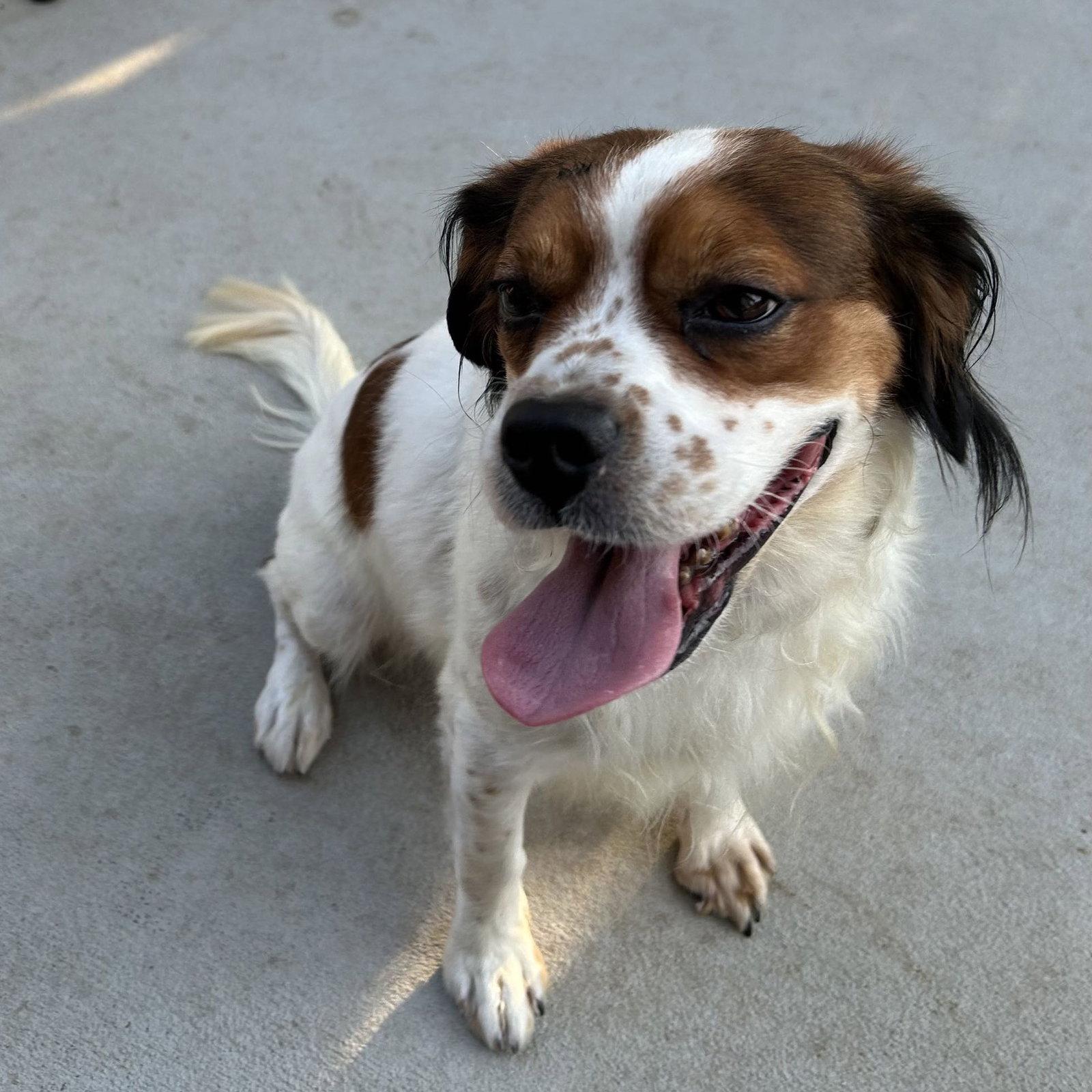 Enlarge Wilbur, a Adoptable Cocker Spaniel in Fort Worth, TX image 2/3
