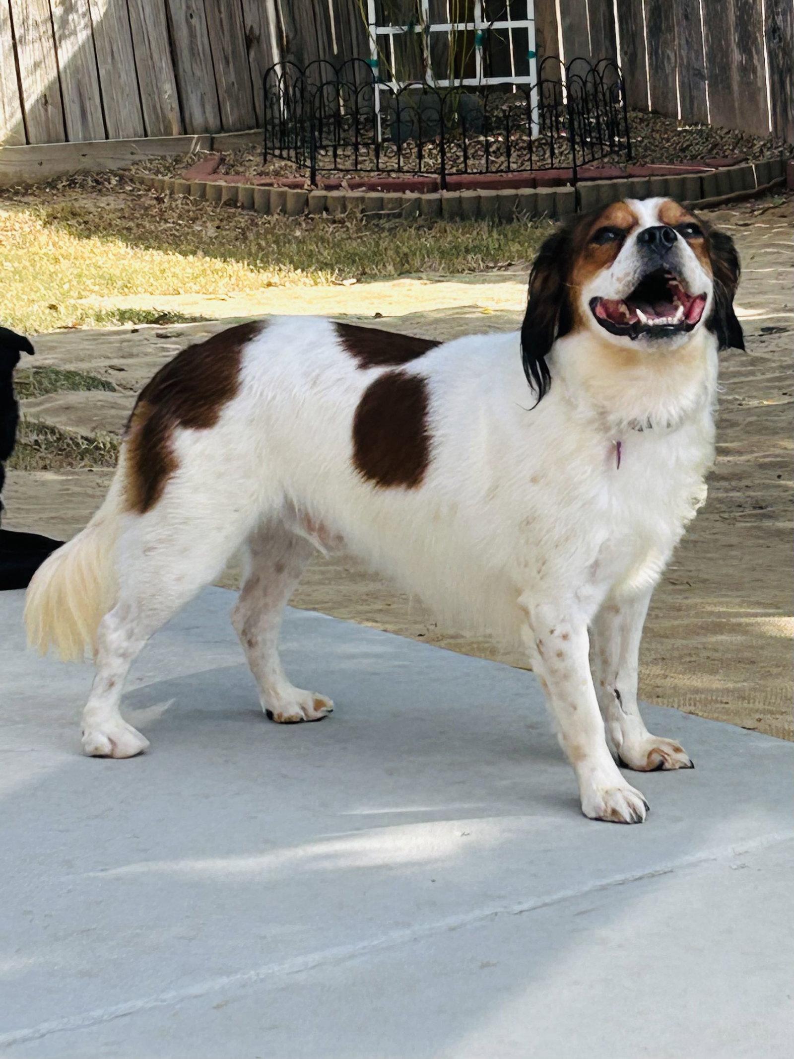 Enlarge Wilbur, a Adoptable Cocker Spaniel in Fort Worth, TX image 3/3