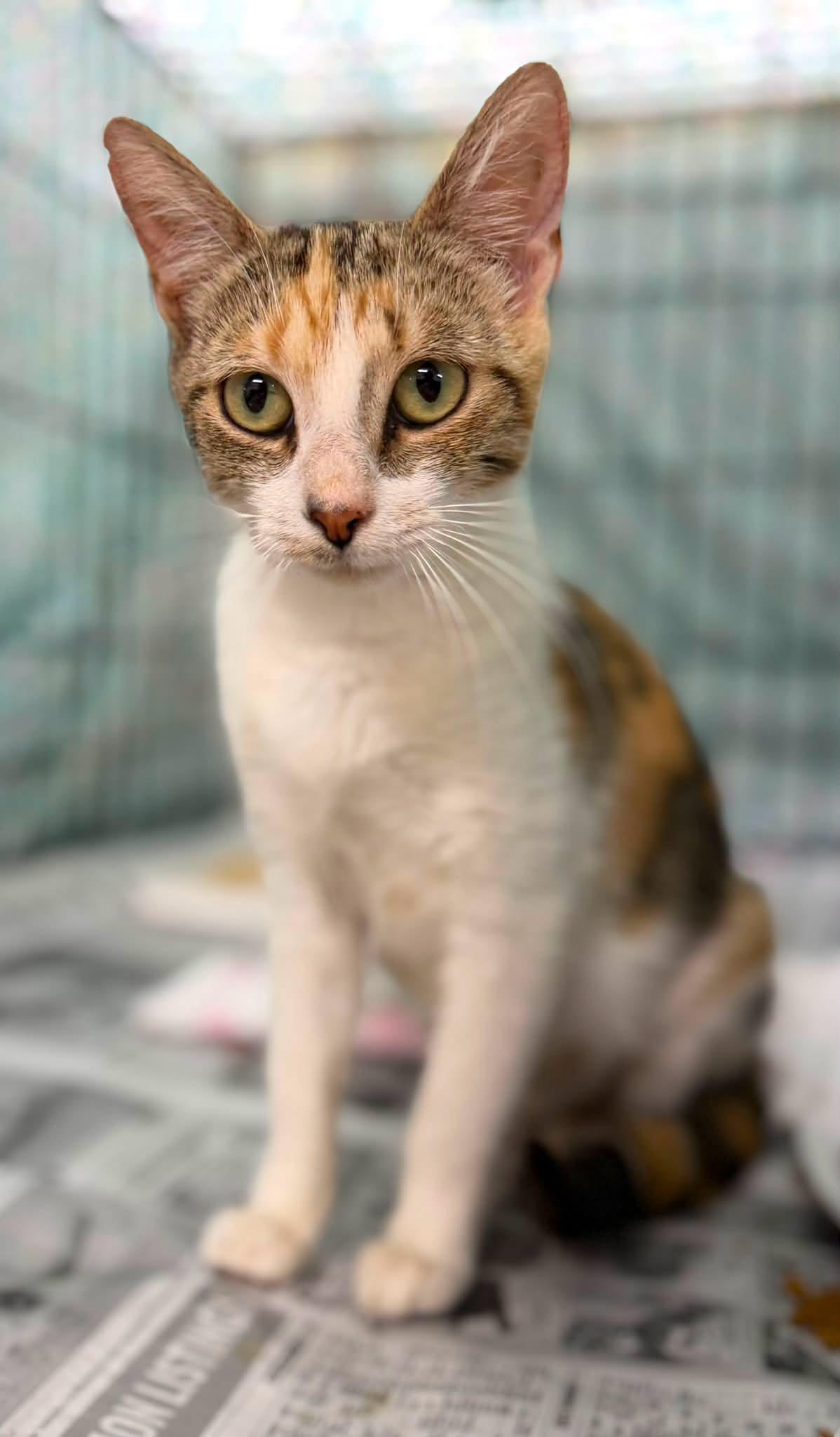 Ophelia, Adopted, Adult Female Domestic Short Hair.