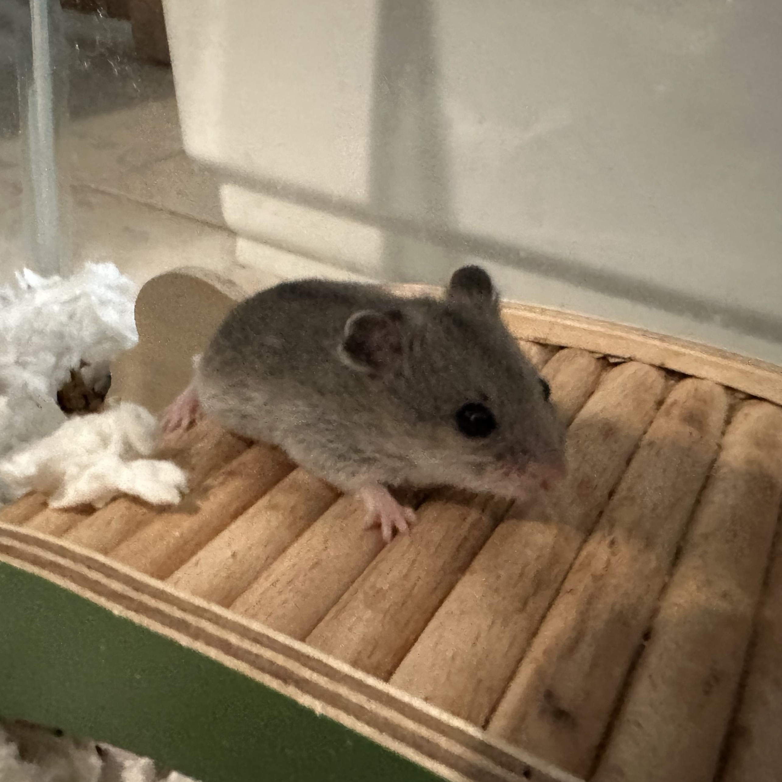 Marron, Adoptable, Baby Female Dwarf Hamster & Hamster.