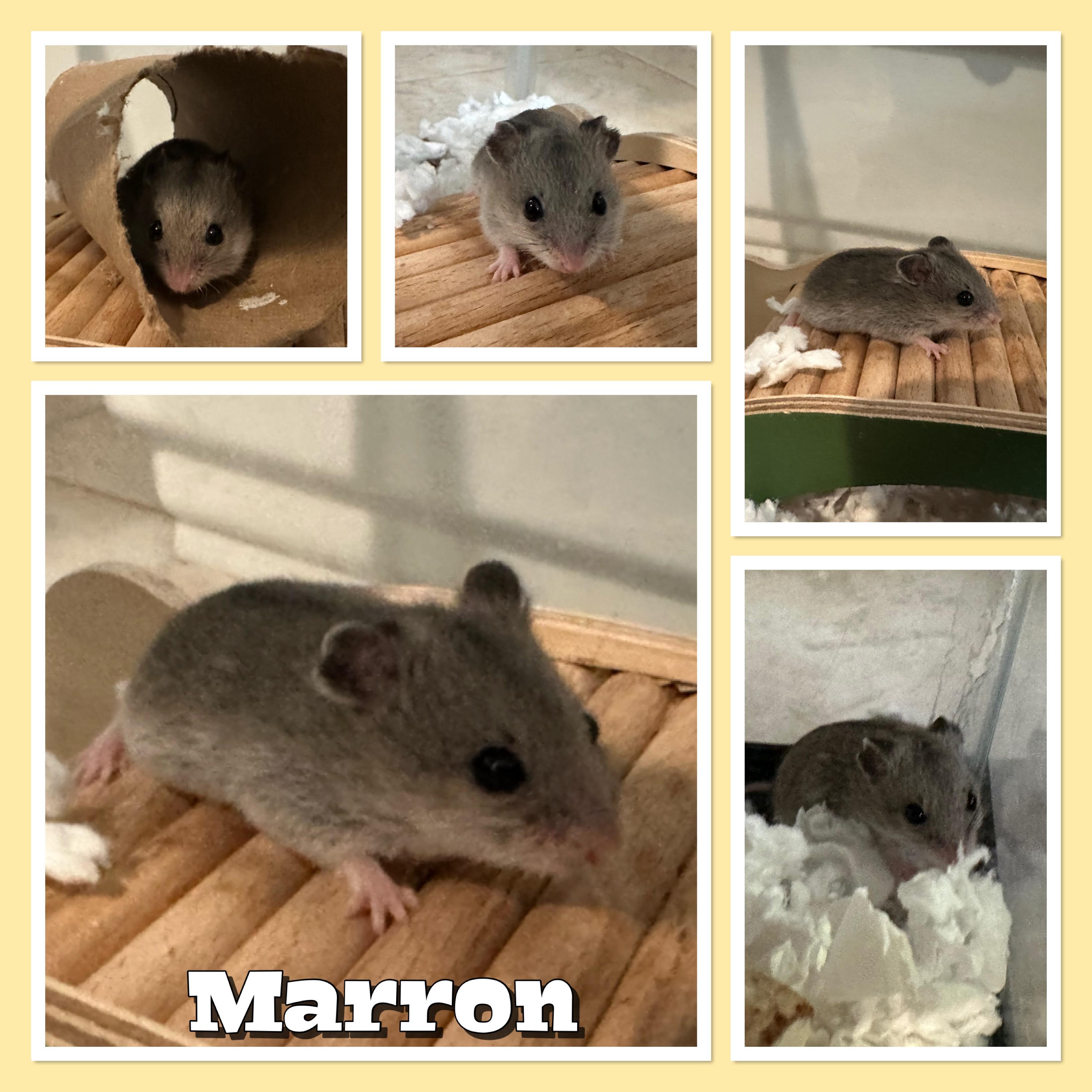Enlarge Marron, a Adoptable mixed breed in Andover, CT image 3/6