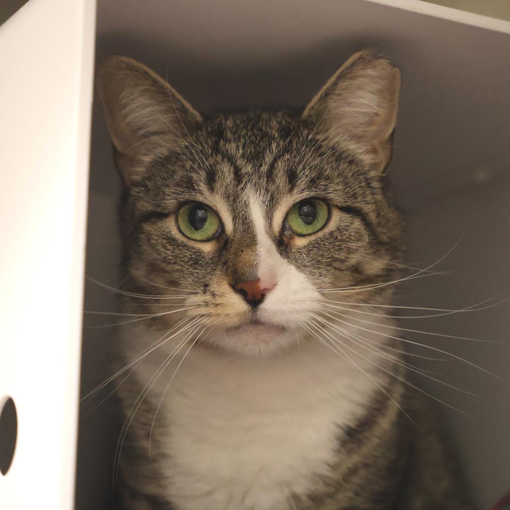 Diez, a Adoptable Domestic Short Hair in Briarcliff Manor, NY image 1/3